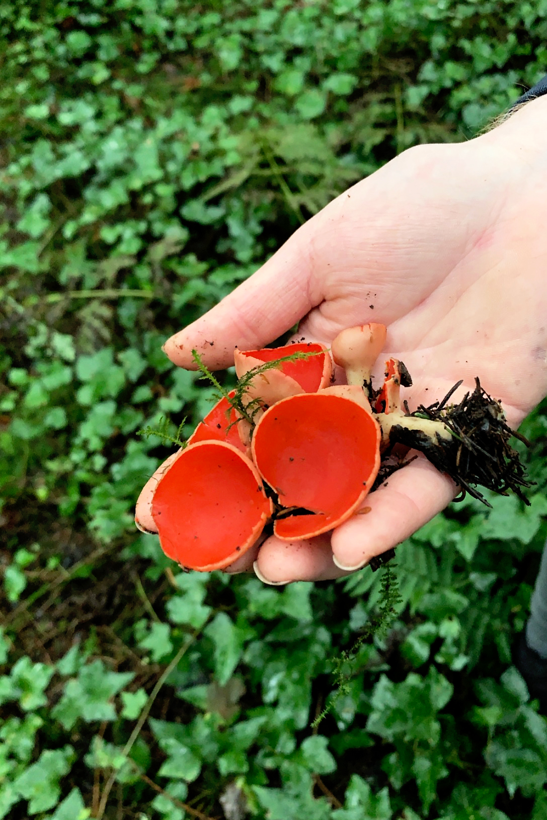 Ashford Castle Foraging