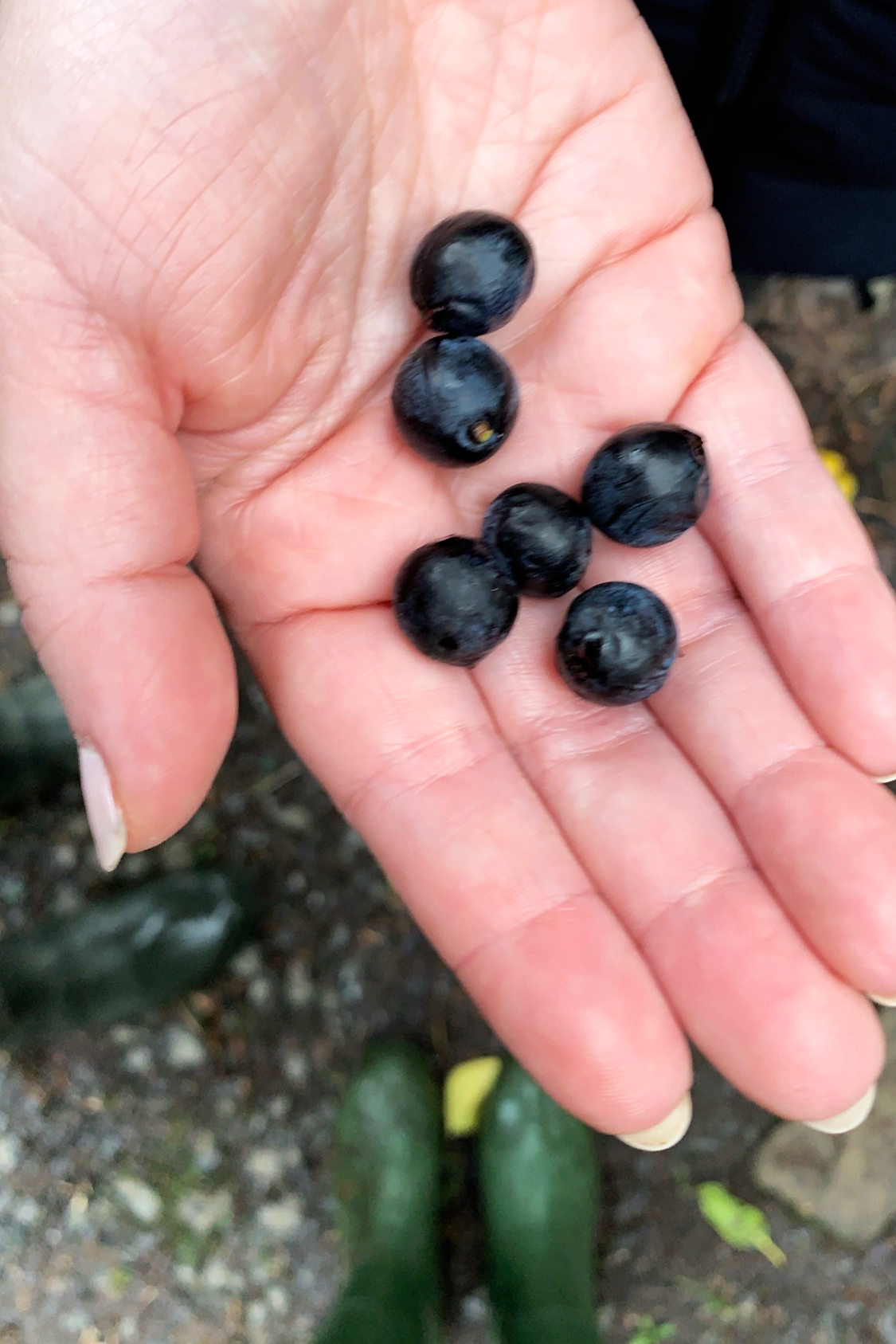 Ashford Castle Foraging
