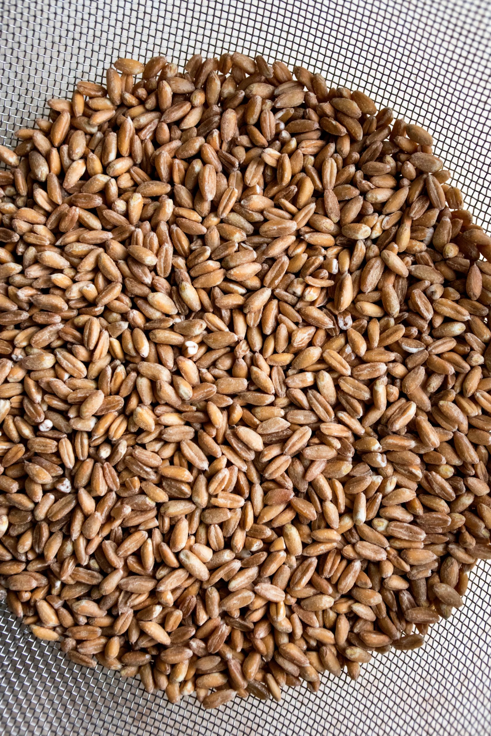 uncooked farro